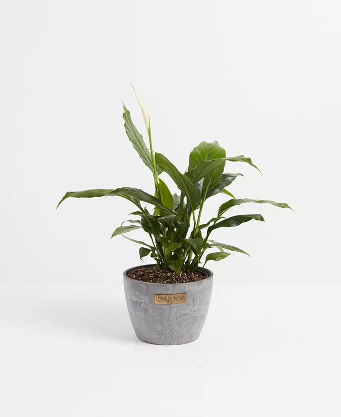 Lively Root Peace Lily Live Plant， 6