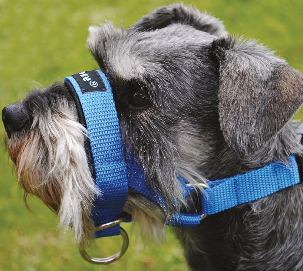 Dog Head Collar Halter Blue 5 Sizes (L: 10.25