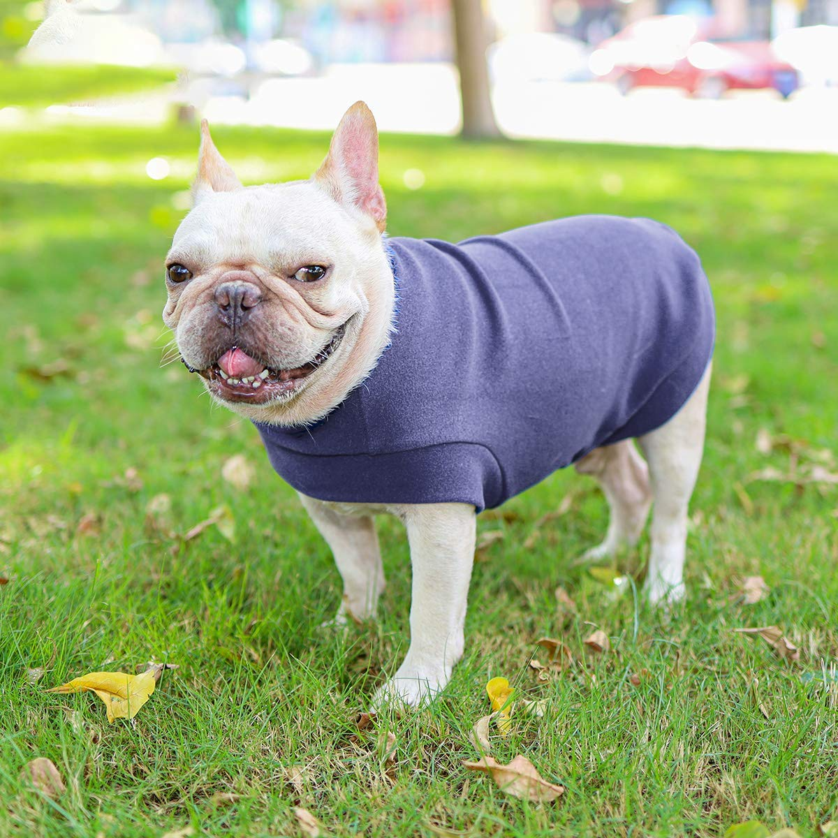 ROZKITCH Hairless Cat Sweatshirt Small Dog Hoodie Fleece Dog Sweatshirt Spring Soft Vest Thickening Warm Cat Sweater Puppy Clothes Sweater Pet Pajamas for Small Dog Cat Puppy Kitten