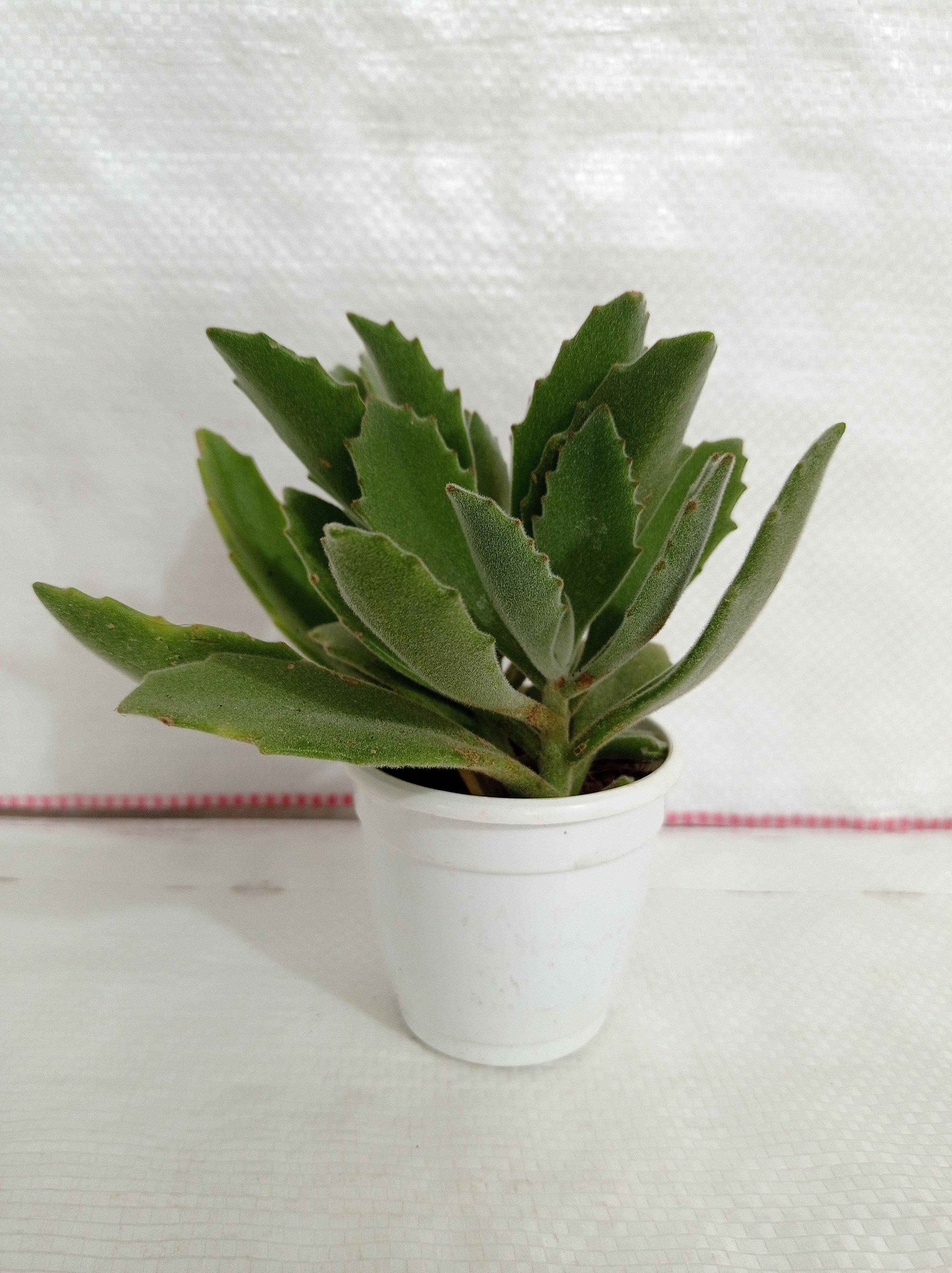 Kalanchoe Behartii Succulent Plant