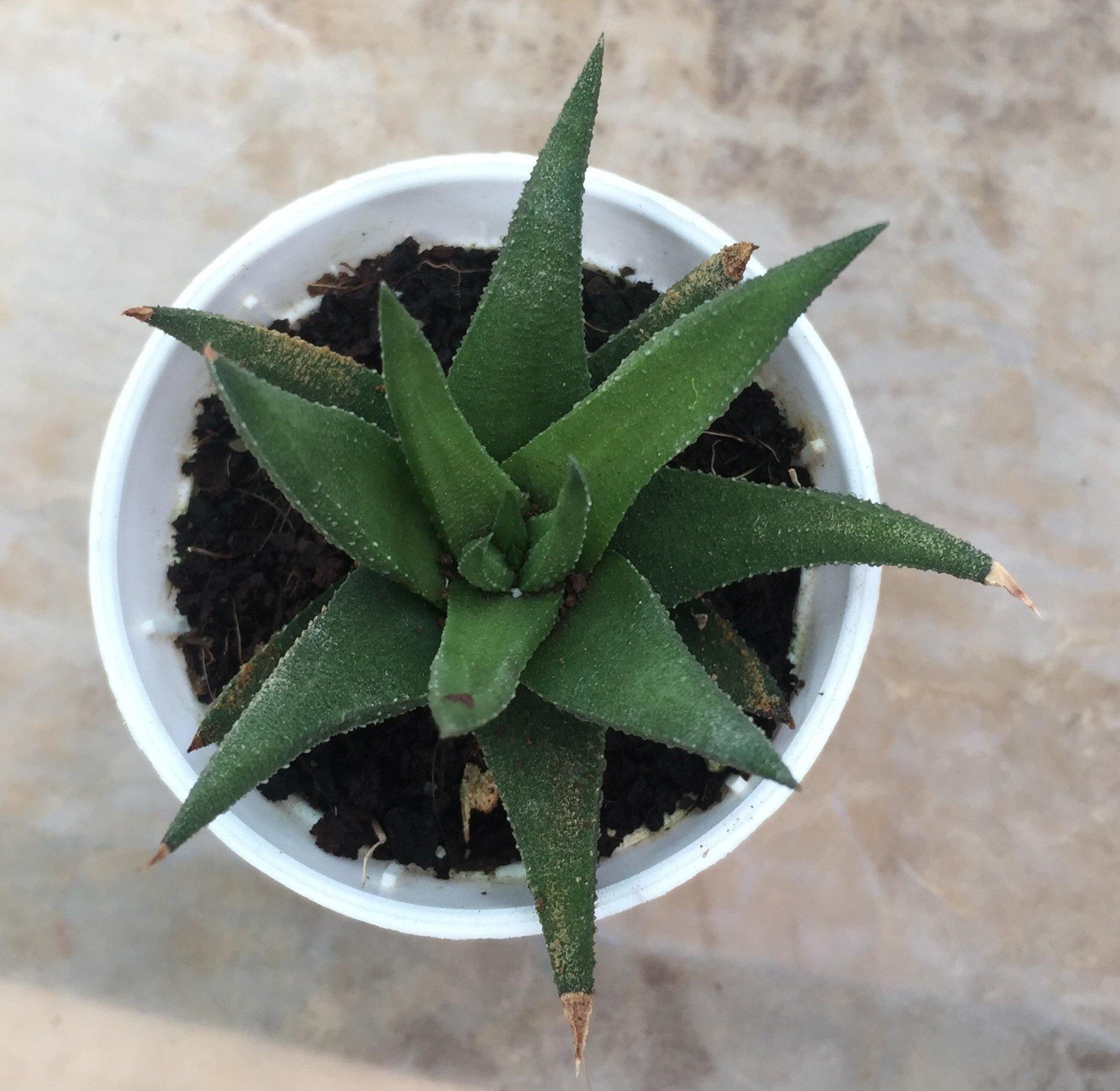 Aloe Black Beauty (Gastrolea Midnight) Small Succulent Plant