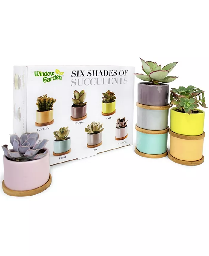 Window Garden Set of 6 Shades of Succulents Planter Pots �C Slip Your Plants Into Something More Colorful. Create a Stunning Display That’ll Surely Ex