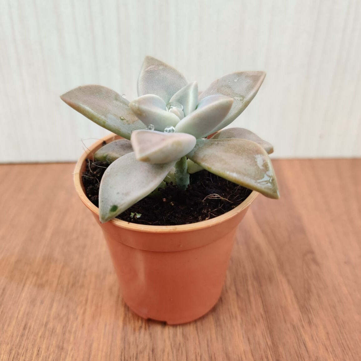 Graptopetalum Paraguayense (Ghost Plant) Small Succulent Plant
