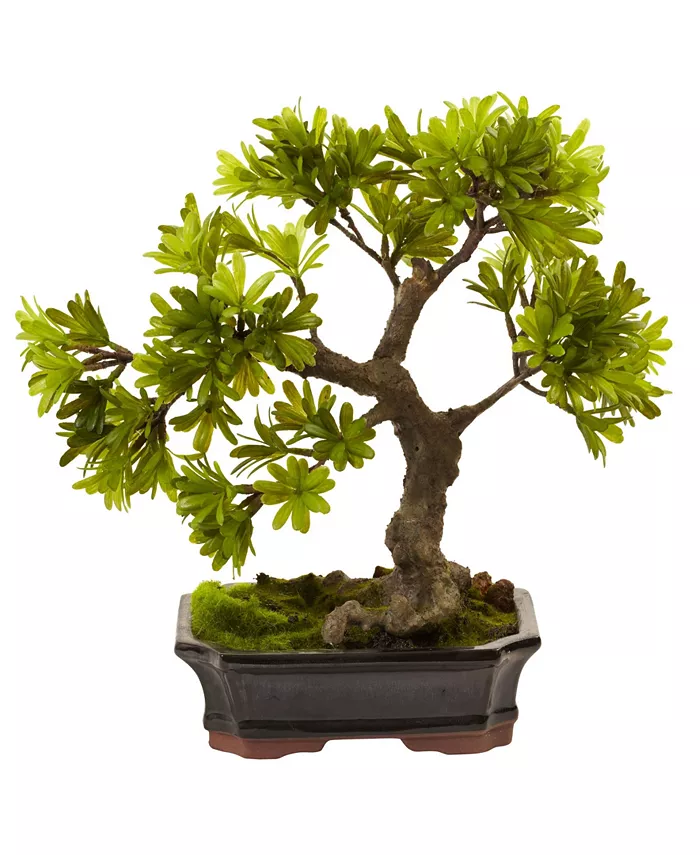 Nearly Natural Podocarpus w Mossed Bonsai Planter