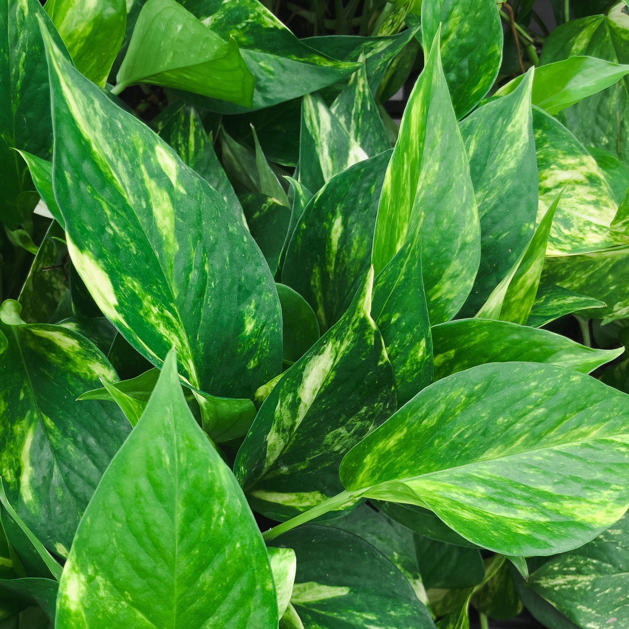 Live Golden Pothos Plant - 4