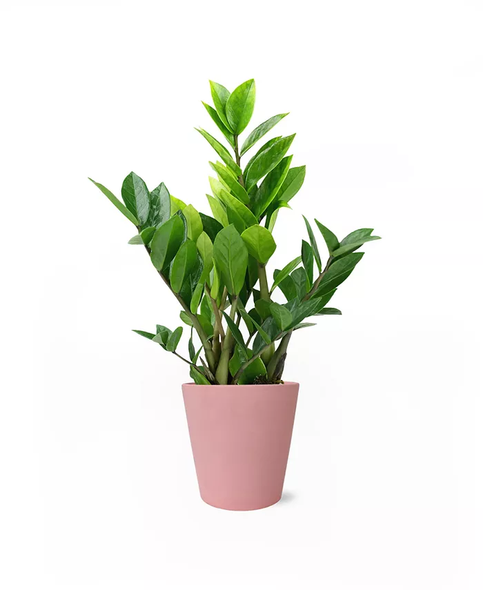 BloomsyBox Star Crossed Live Plants
