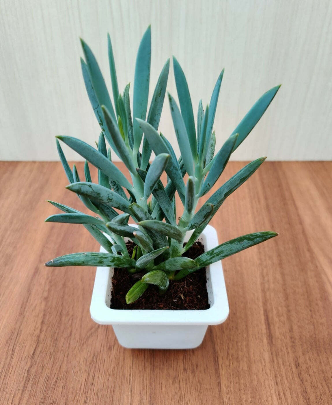 Senecio Ficoides Mount Everest Succulent Plant