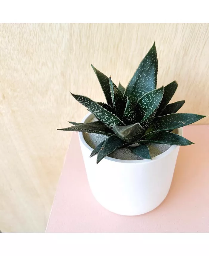 Tierra Sol Studio Howard Gasteraloe Hybrid Plant Kit