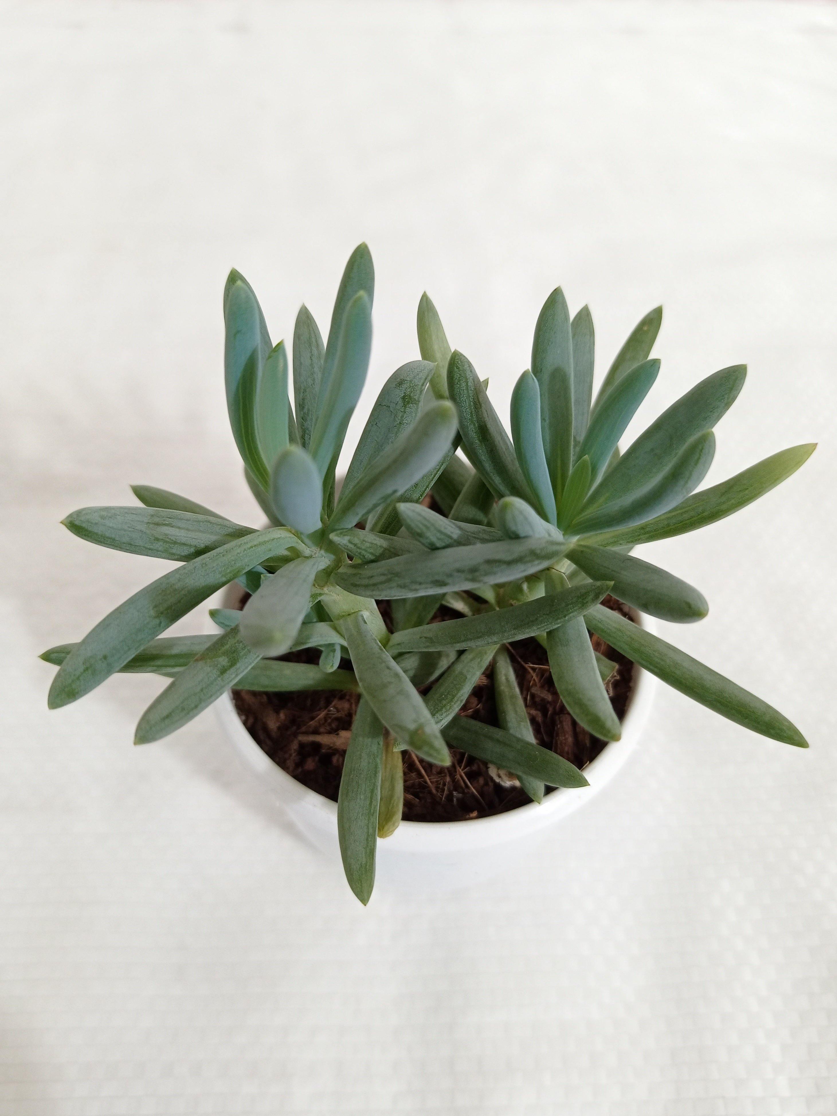 Senecio Blue Chalk Stick (Senecio mandraliscae) Succulent Plant