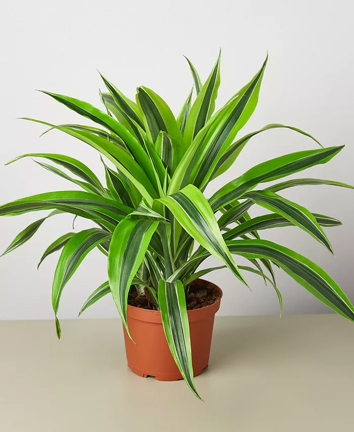 House Plant Shop Dracaena Deremensis 'Lemon Suprise' Live Plant， 6