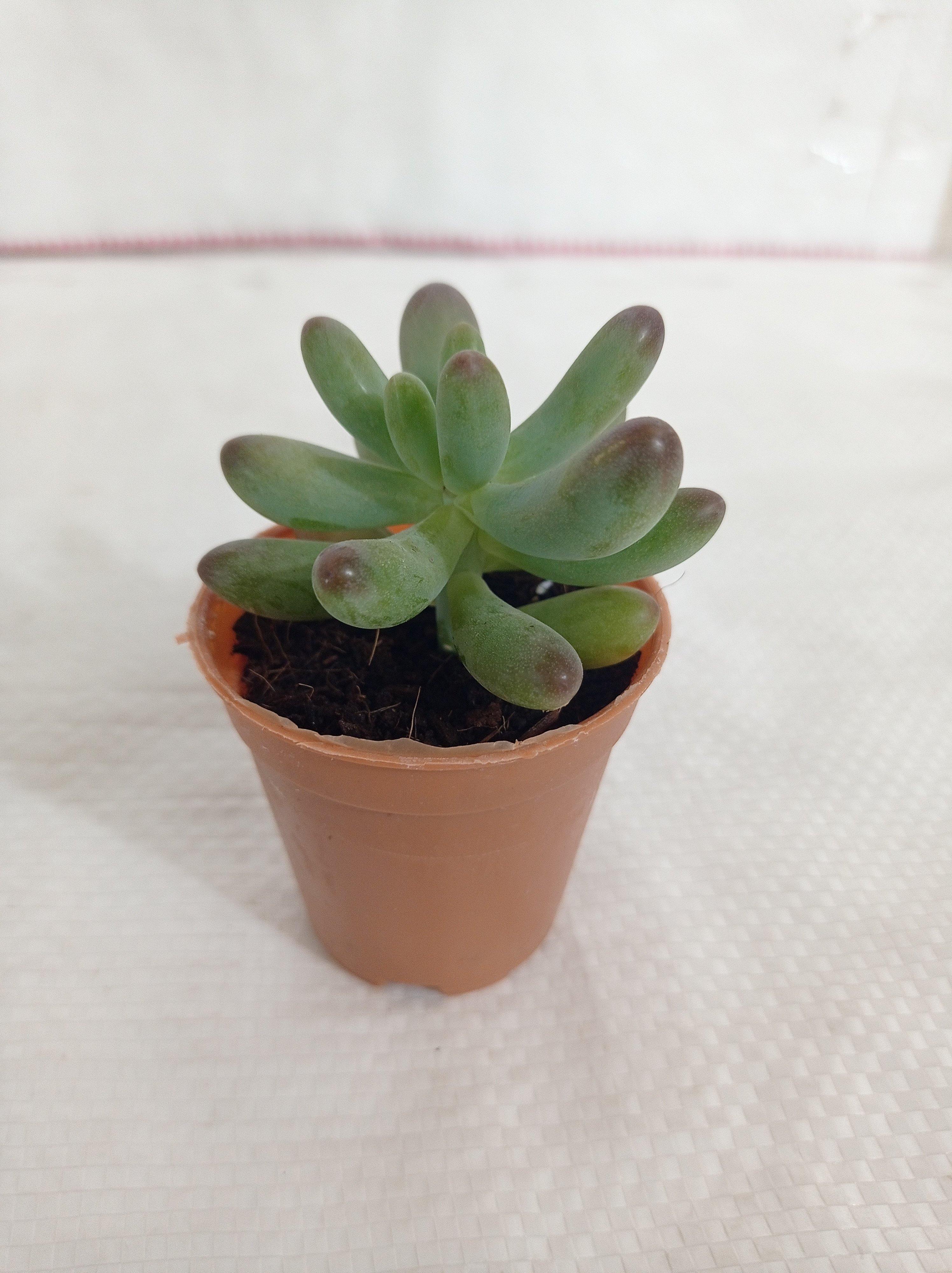 Sedum Pachyphyllum Small Succulent Plant