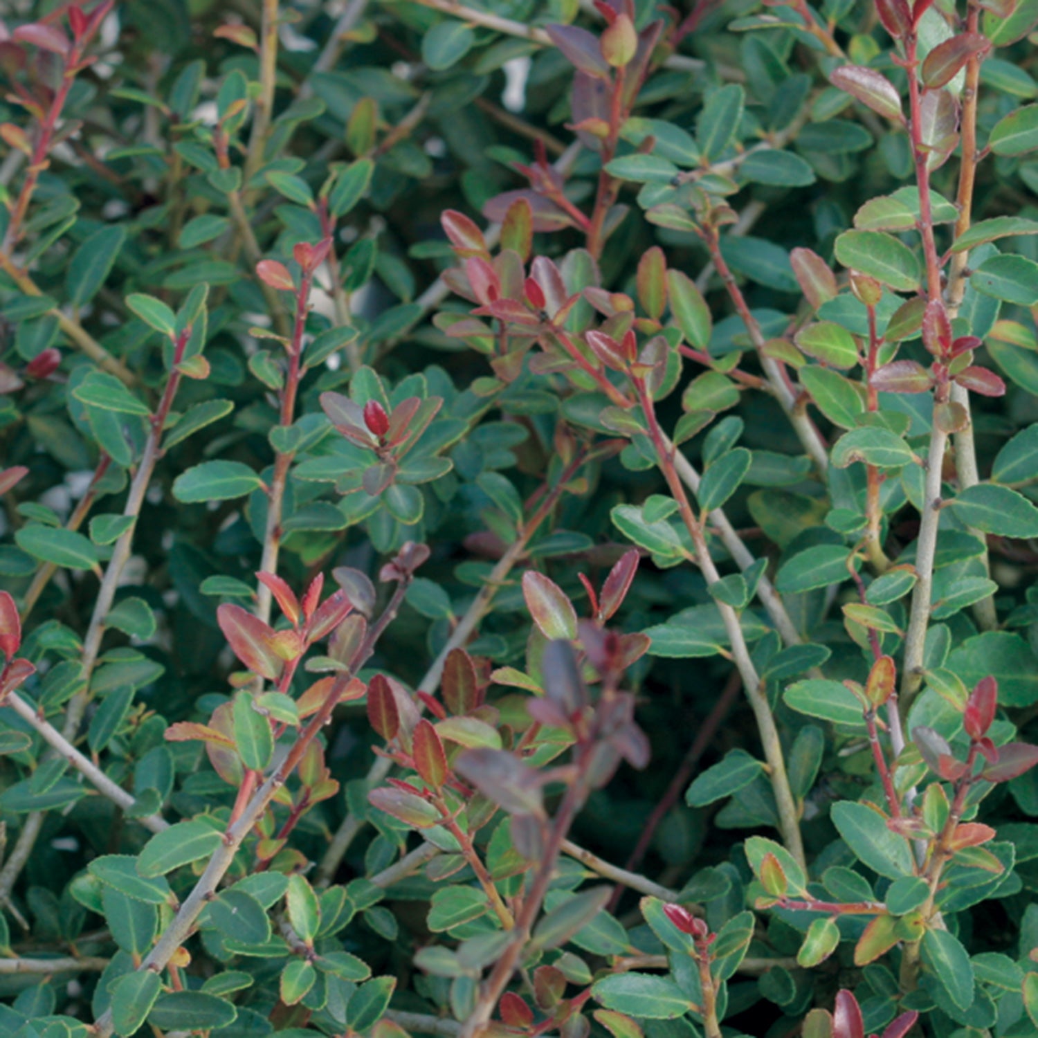 Bordeaux Yaupon Holly (2.5 Quart) Compact Evergreen Shrub with Red-Hued Winter Foliage - Full Sun Live Outdoor Plant