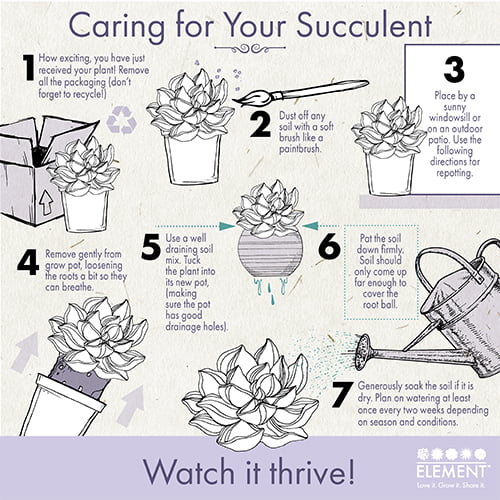 Element Sedum Burrito Live Plant