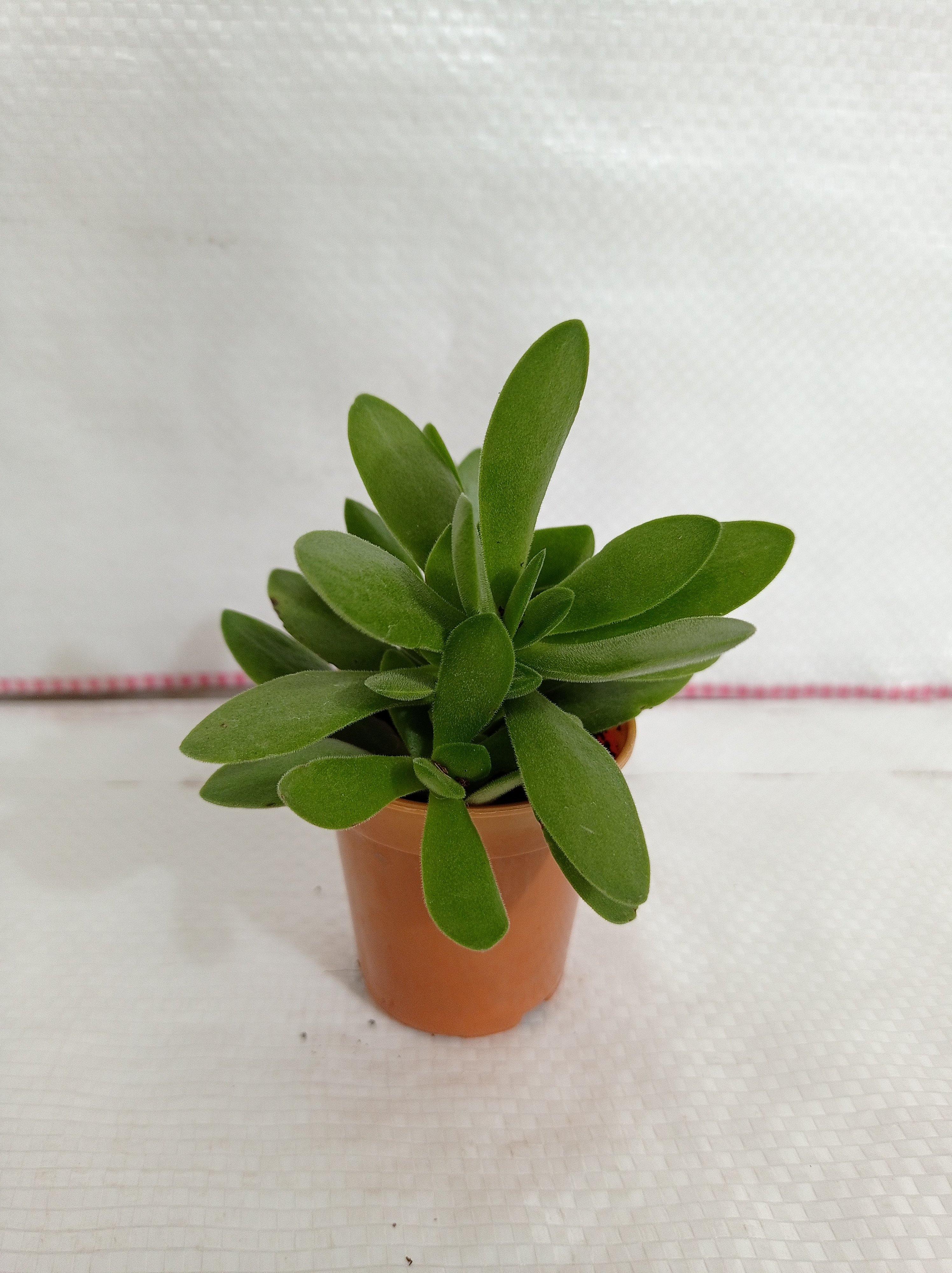 Crassula Money Maker (Jade Plant) Small Succulent Plant