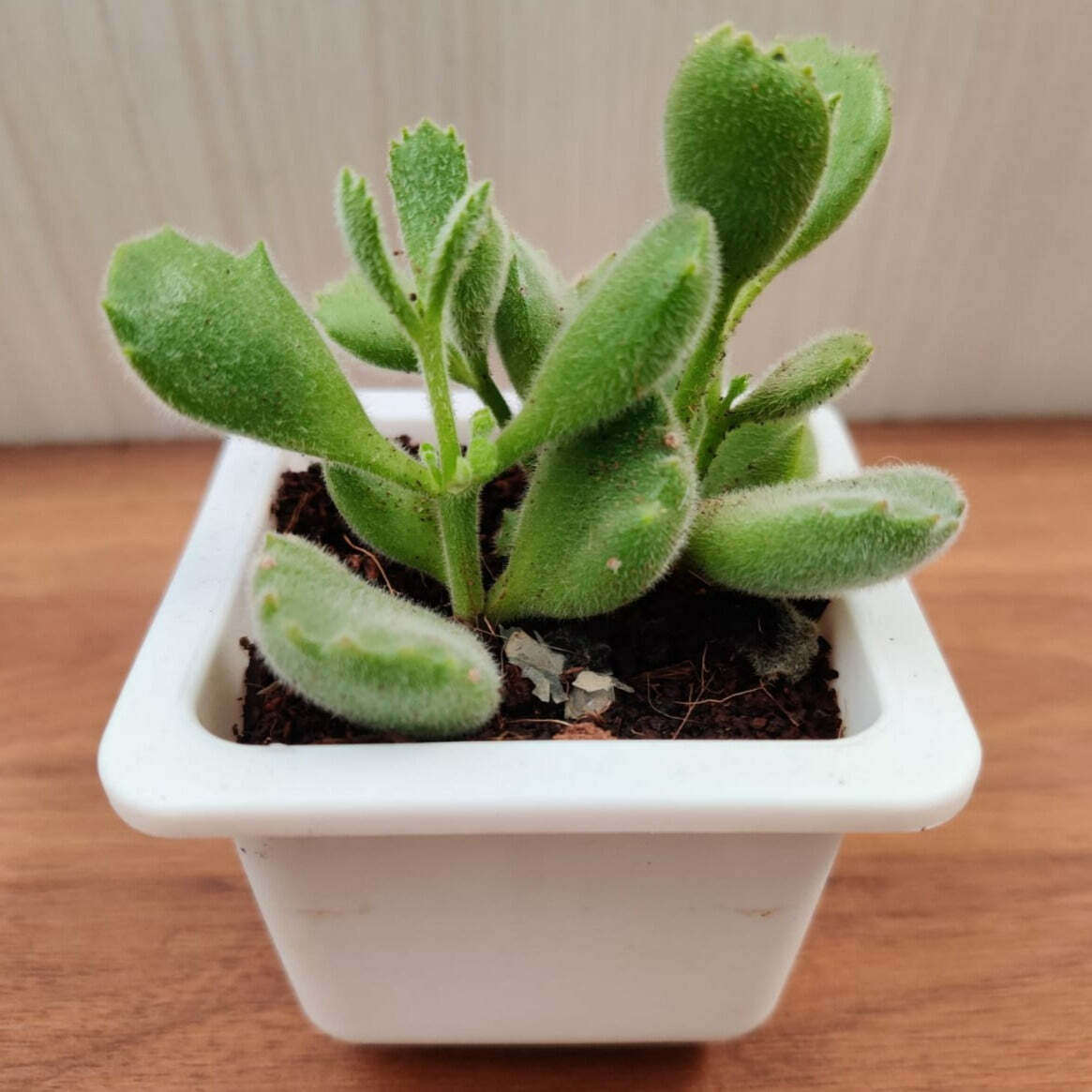 Cotyledon Tomentosa Bear Paw Succulent Plant