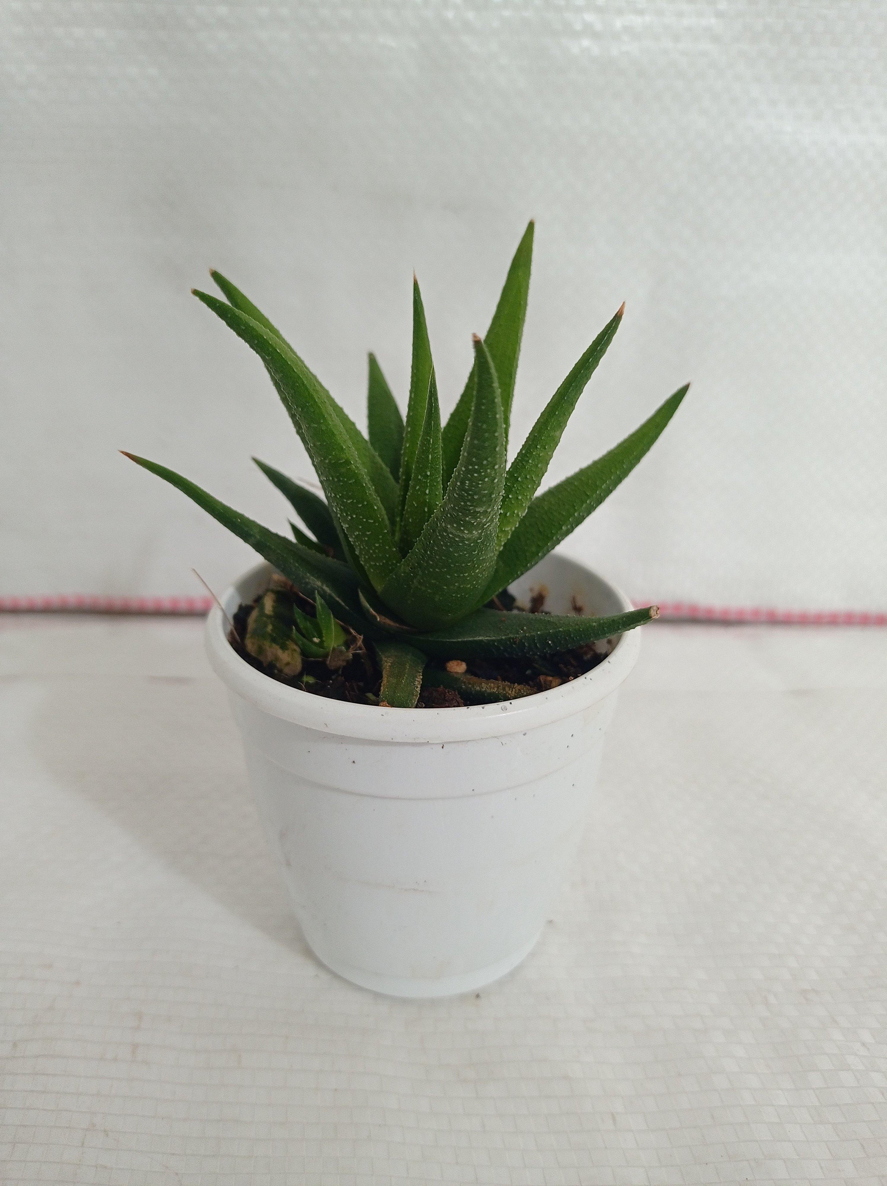 Aloe Black Beauty (Gastrolea Midnight) Succulent Plant