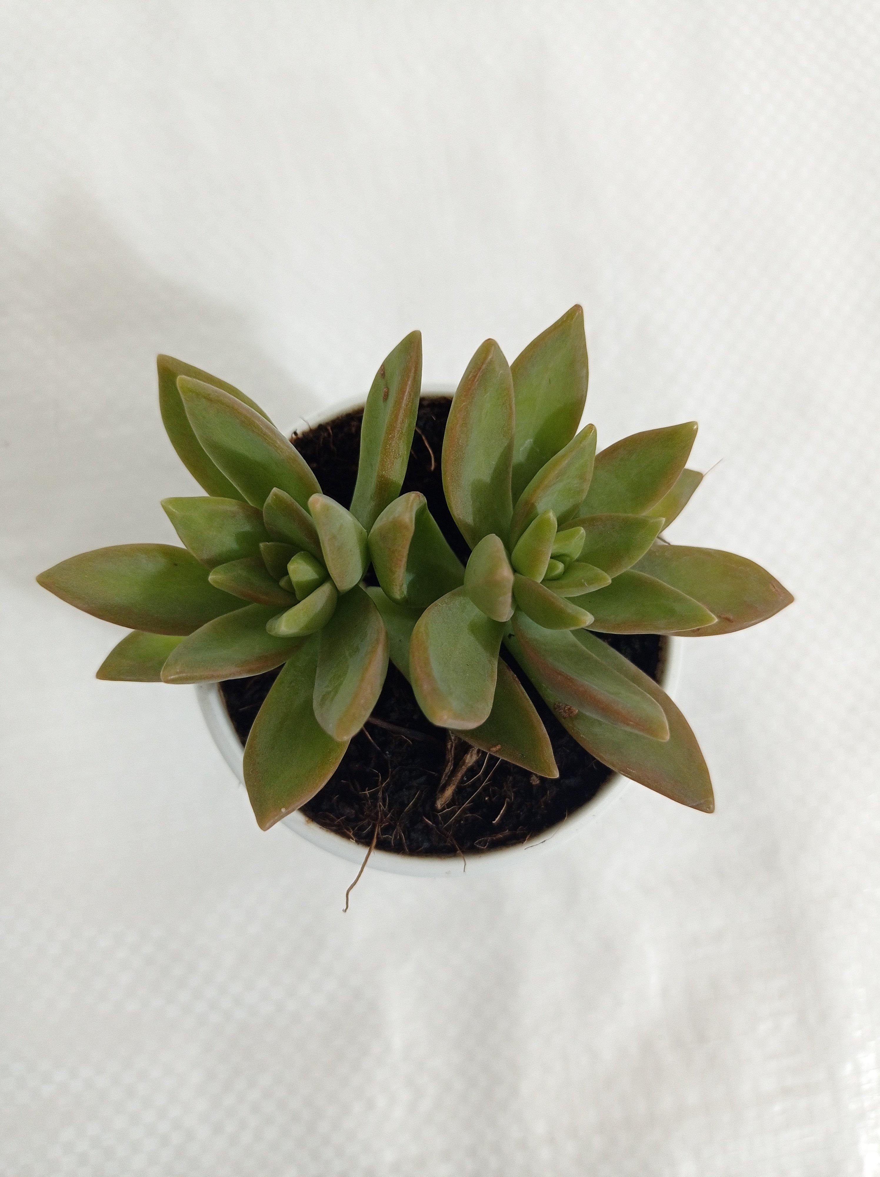 Sedum Adolphii (Golden Sedum) Succulent Plant