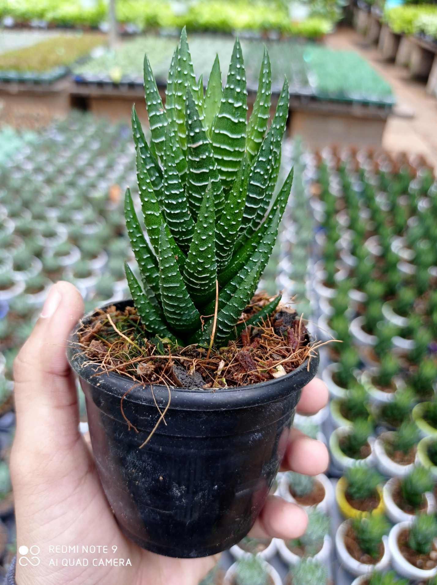 Haworthia Truncata  Lime green