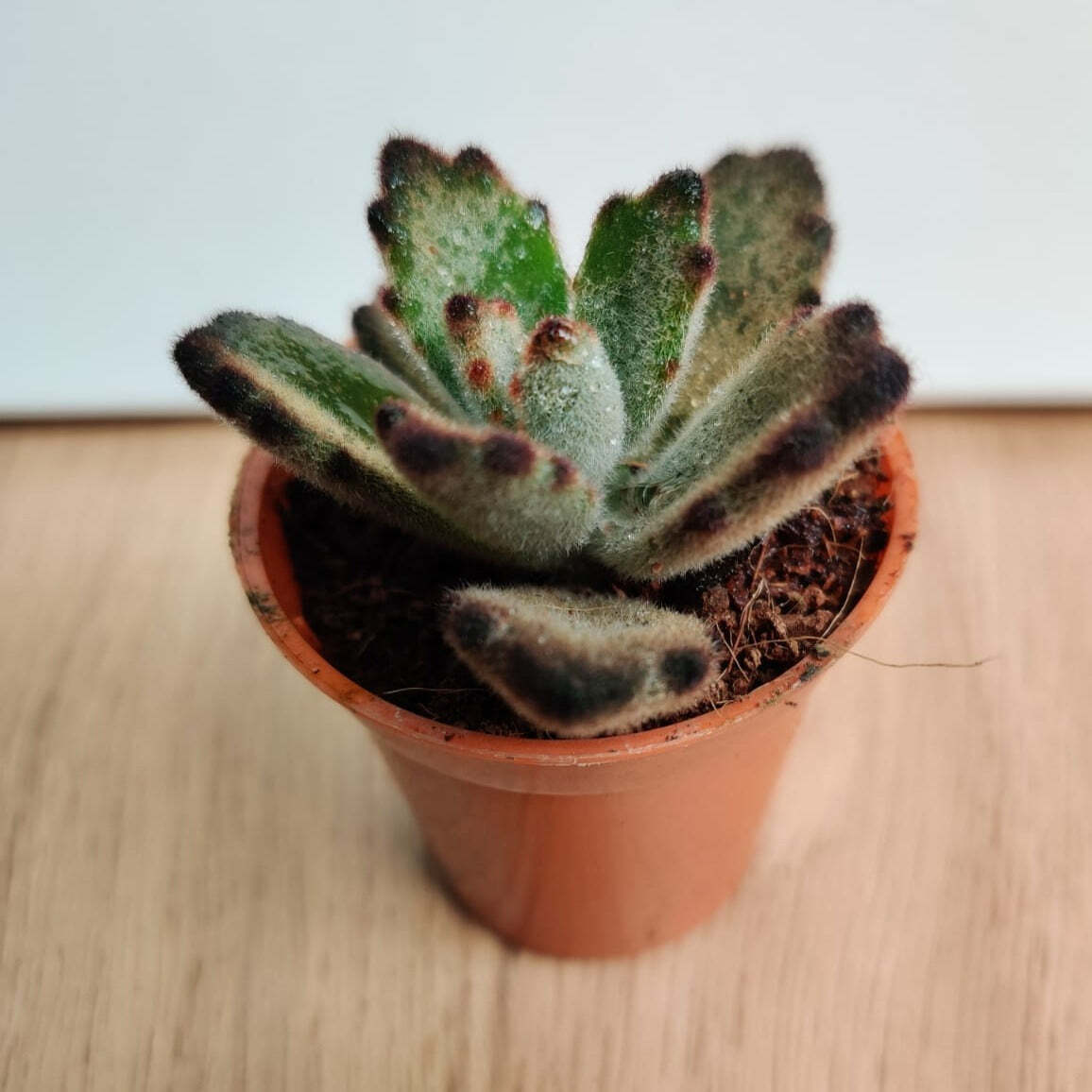 Kalanchoe Tomentosa Nigra Small Succulent Plant