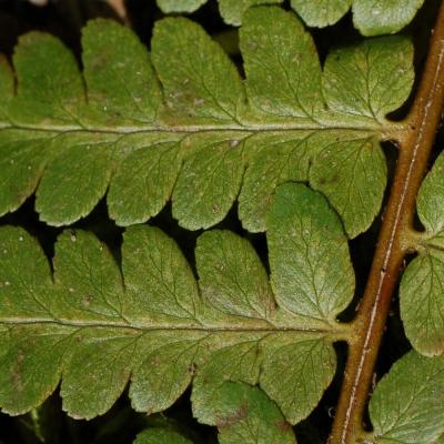 Classy Groundcovers - Southern Shield Fern Florida Shield Fern， Southern Wood Fern {25 Pots - 3 1/2 inch Square}