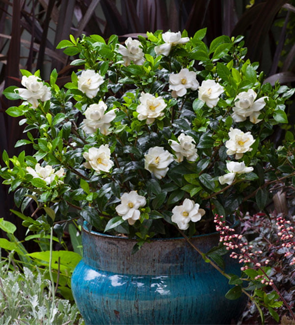 Jubilation Gardenia (2.5 Quart) Flowering Evergreen Shrub with Fragrant White Blooms - Full Sun to Part Shade Live Outdoor Plant / Bush - Southern Living Plant Collection