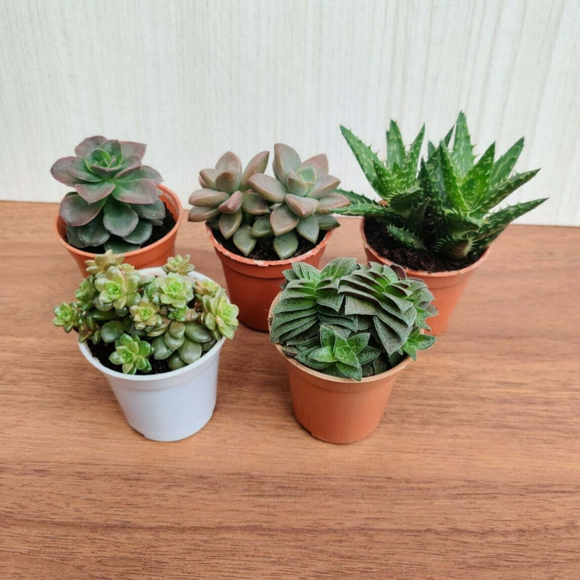 Top 5 Succulents Pack (Pack Of 5 )