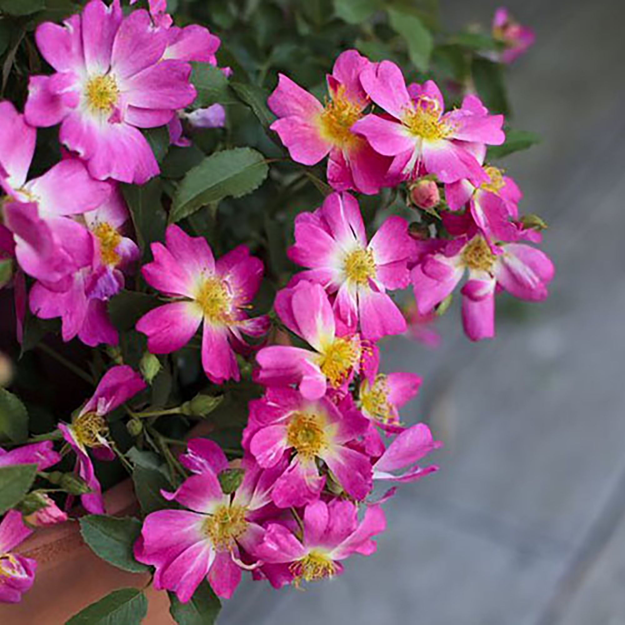 Drift Pink Rose Live Shrub (2 Gallon)