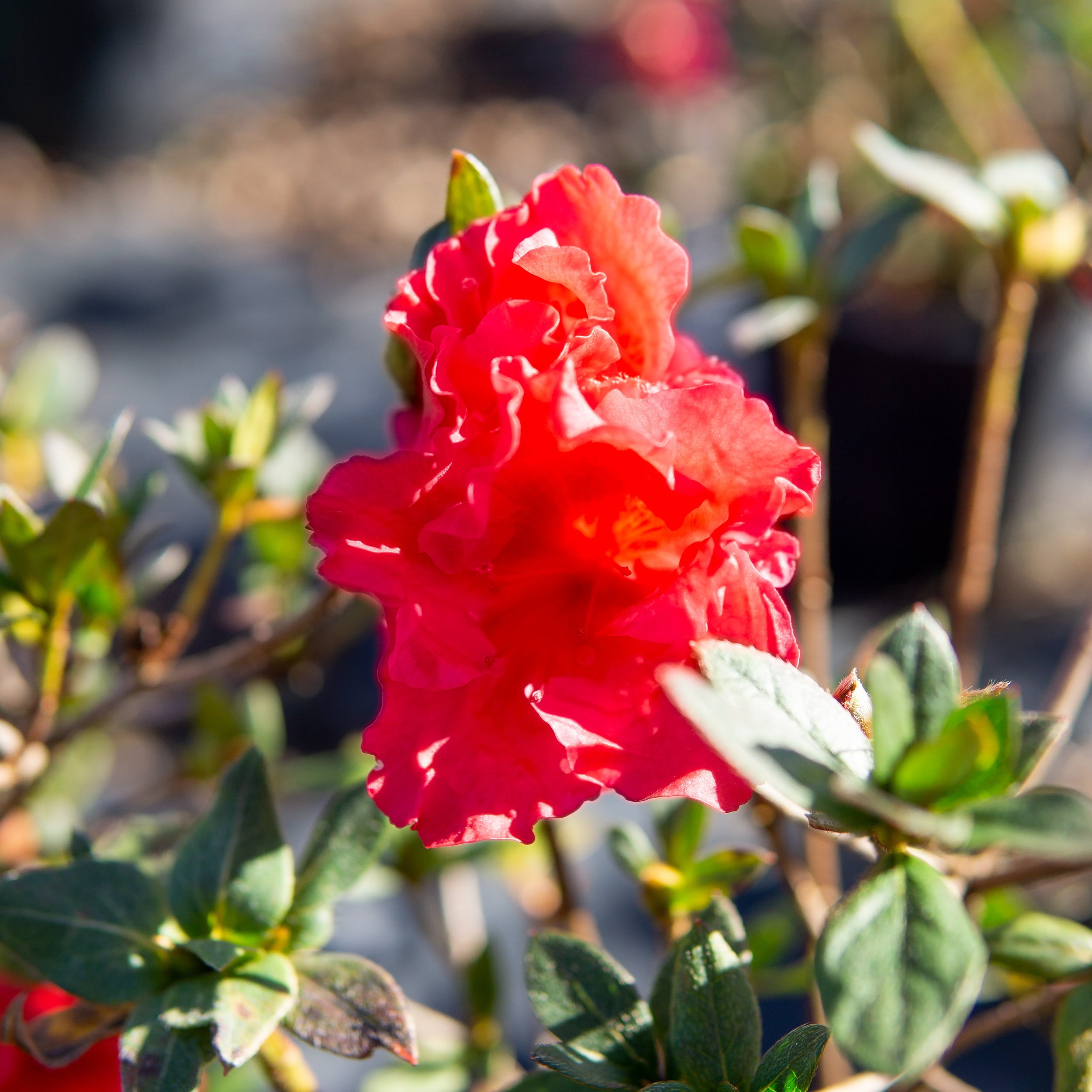 1 Gal. Red Ruffles Azalea Live Plant - Vibrant Red Blooms