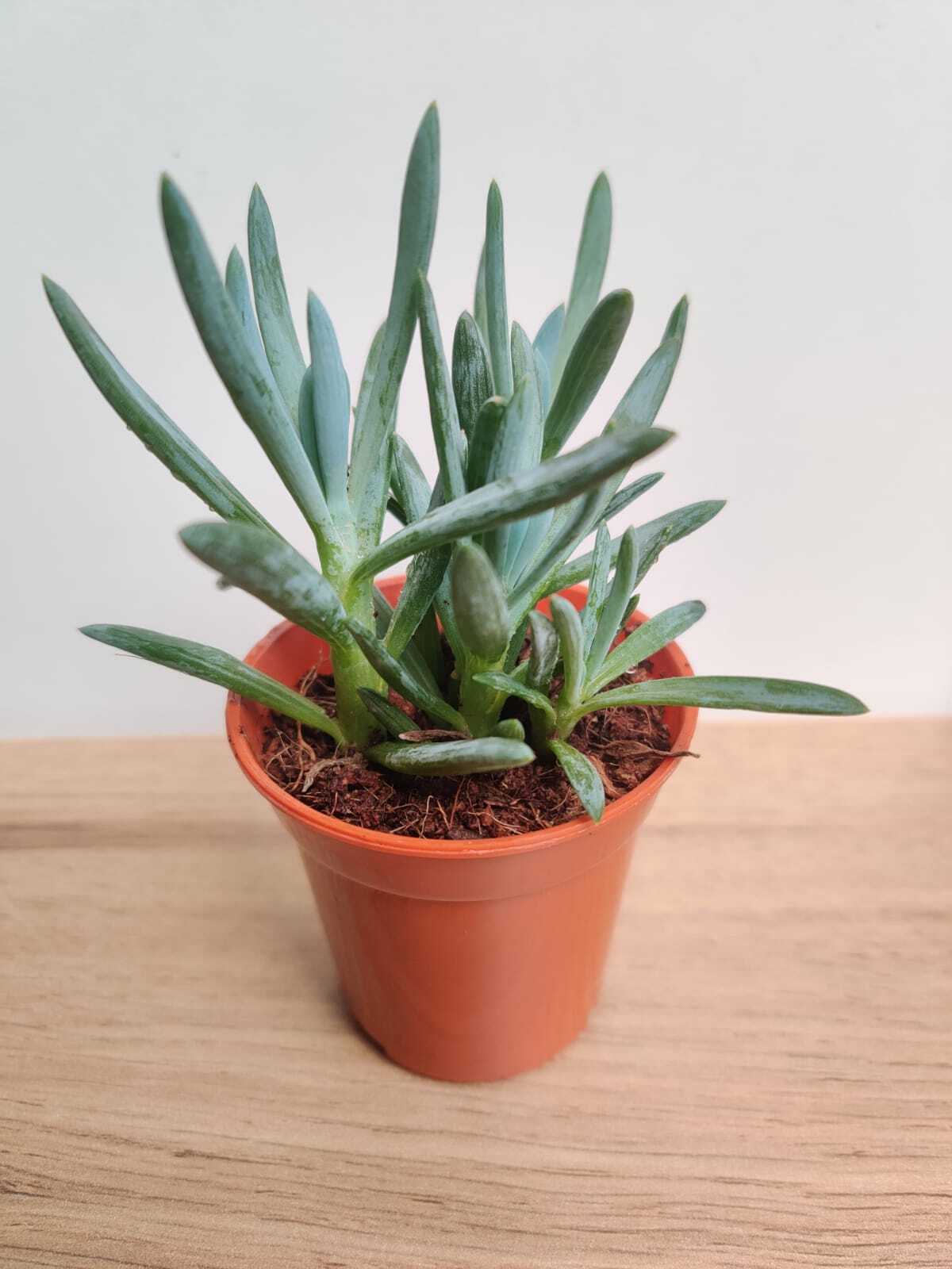 Senecio Ficoides Mount Everest Small  Succulent Plant
