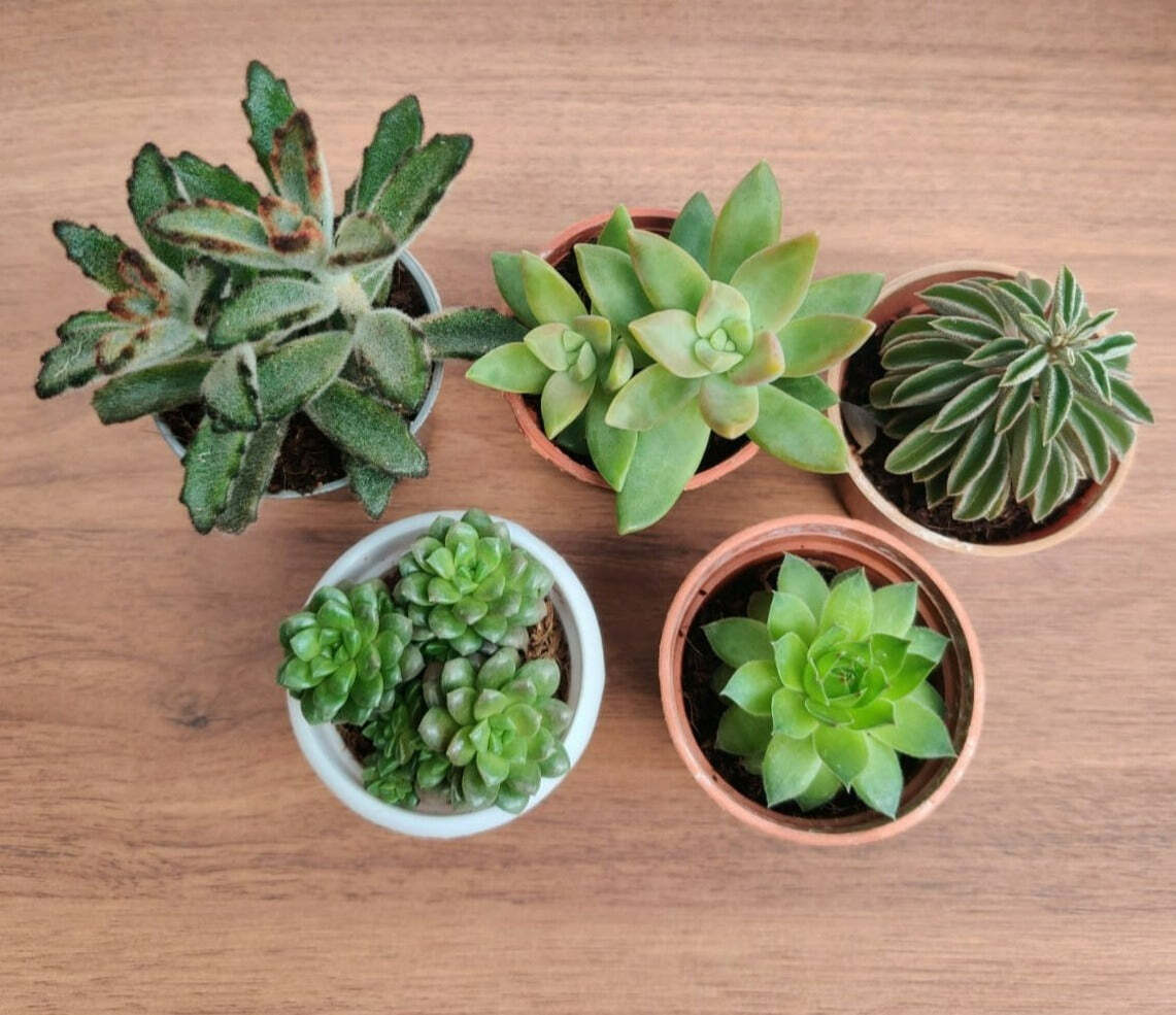 Exotic Live Succulents Plants, Qty: 5 (any 5 Small Succulent )