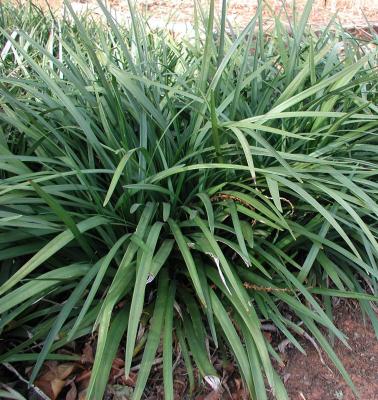 Classy Groundcovers - Liriope muscari 'Emerald Goddess'  {25 Pots - 3 1/2 inch Square}