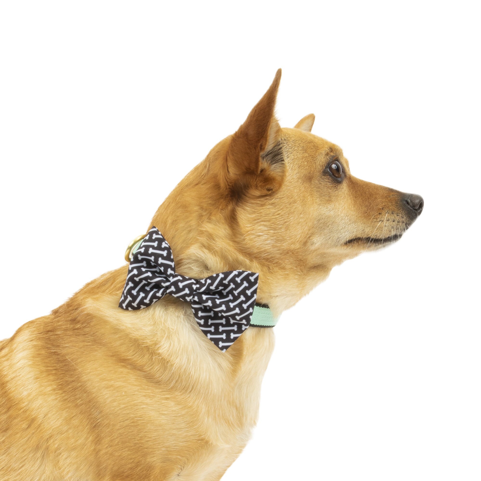 Vibrant Life Green Collar Bow Tie Slider Set for Dogs， Size XSmall