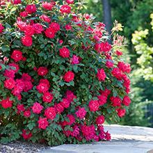 Double Knock Out® Rose - The Most Popular Repeating Rose Bush - Cannot Ship to AZ
