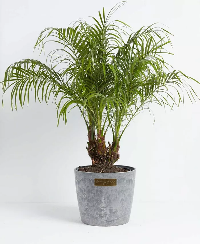 Lively Root Pygmy Date Palm Phoenix Roebelenii Live Plant， 10