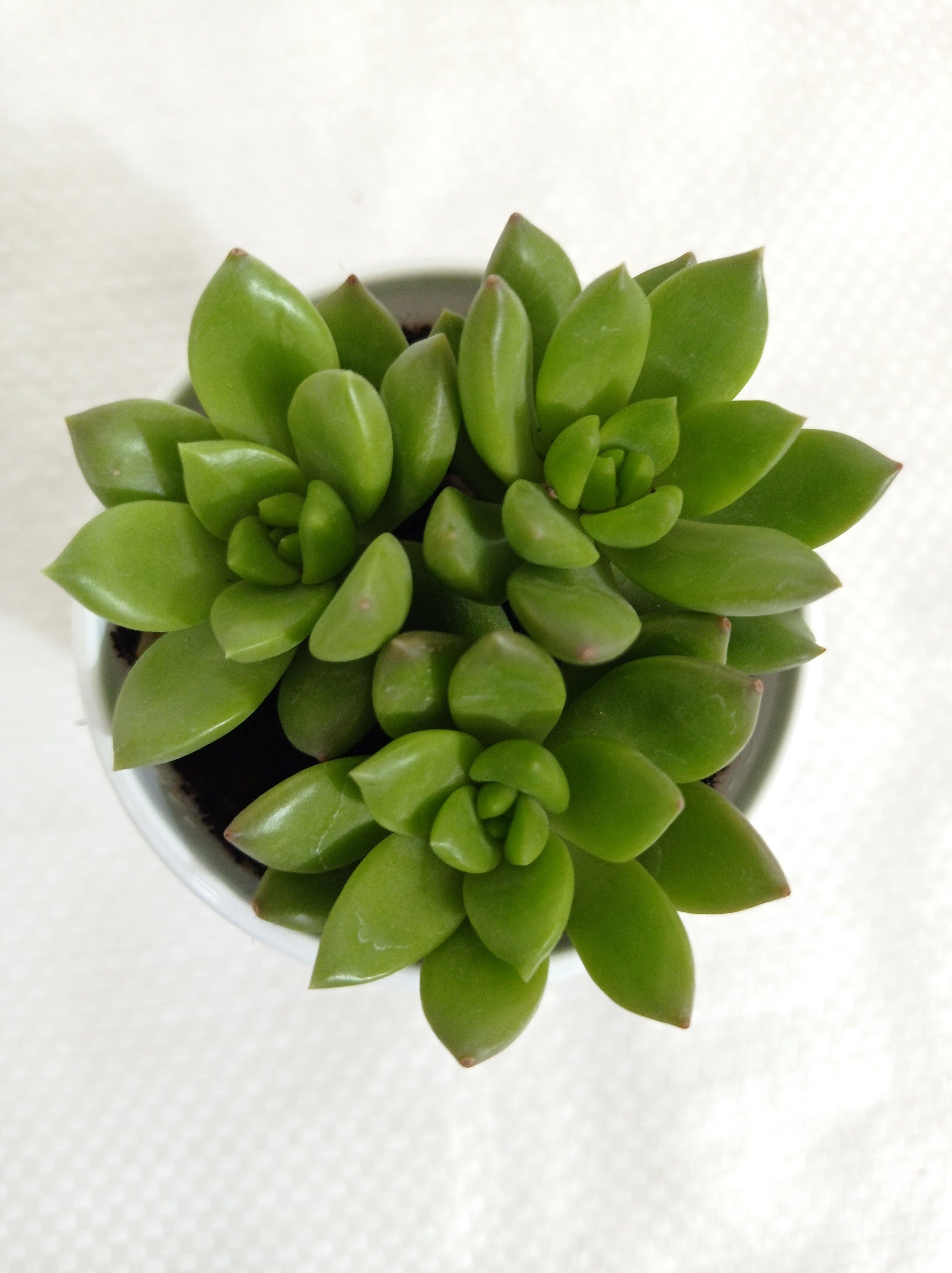 Sedum Alice Evans Succulent Plant