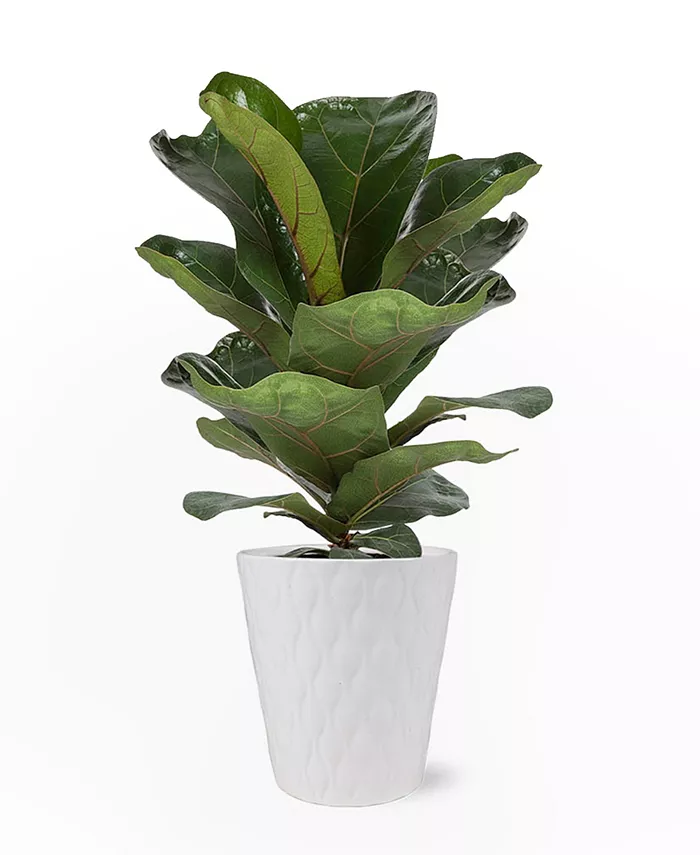 BloomsyBox Portland Fiddle Leaf Fig Live Plant