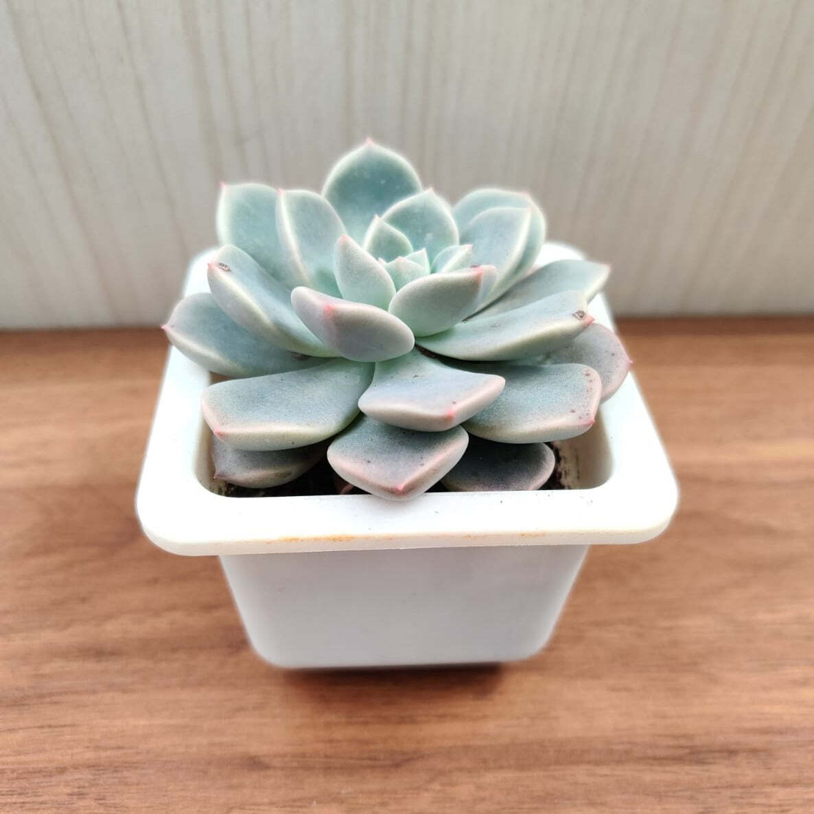 Pachyveria Scheideckeri Succulent Plant