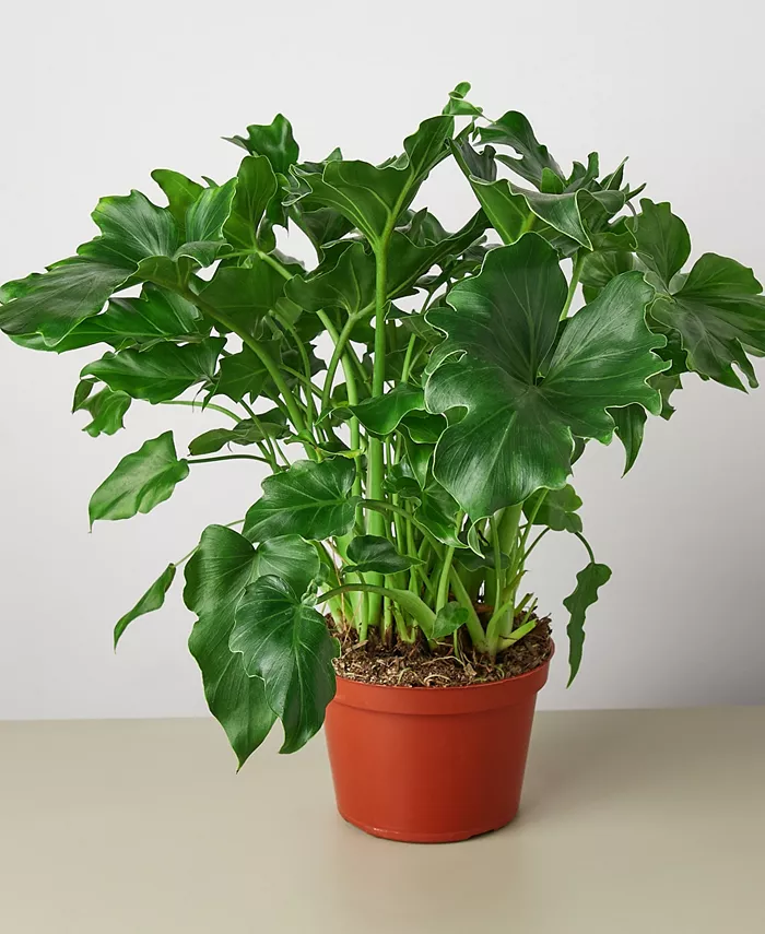 House Plant Shop Philodendron 'Little Hope' Live Plant， 6