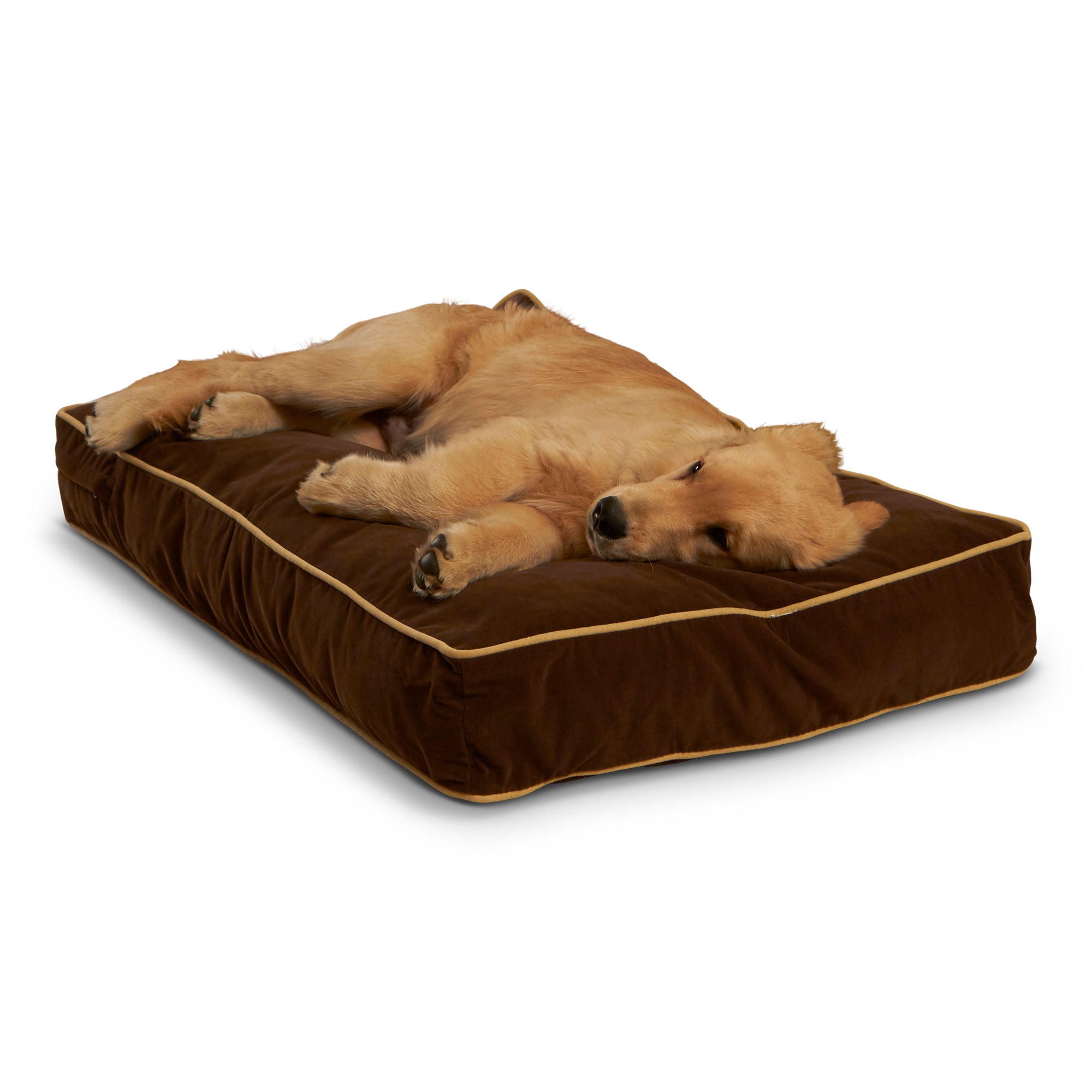 Happy Hounds Buster Rectangle Pillow Style Dog Bed， Cocoa， Small (36 x 24 in.)