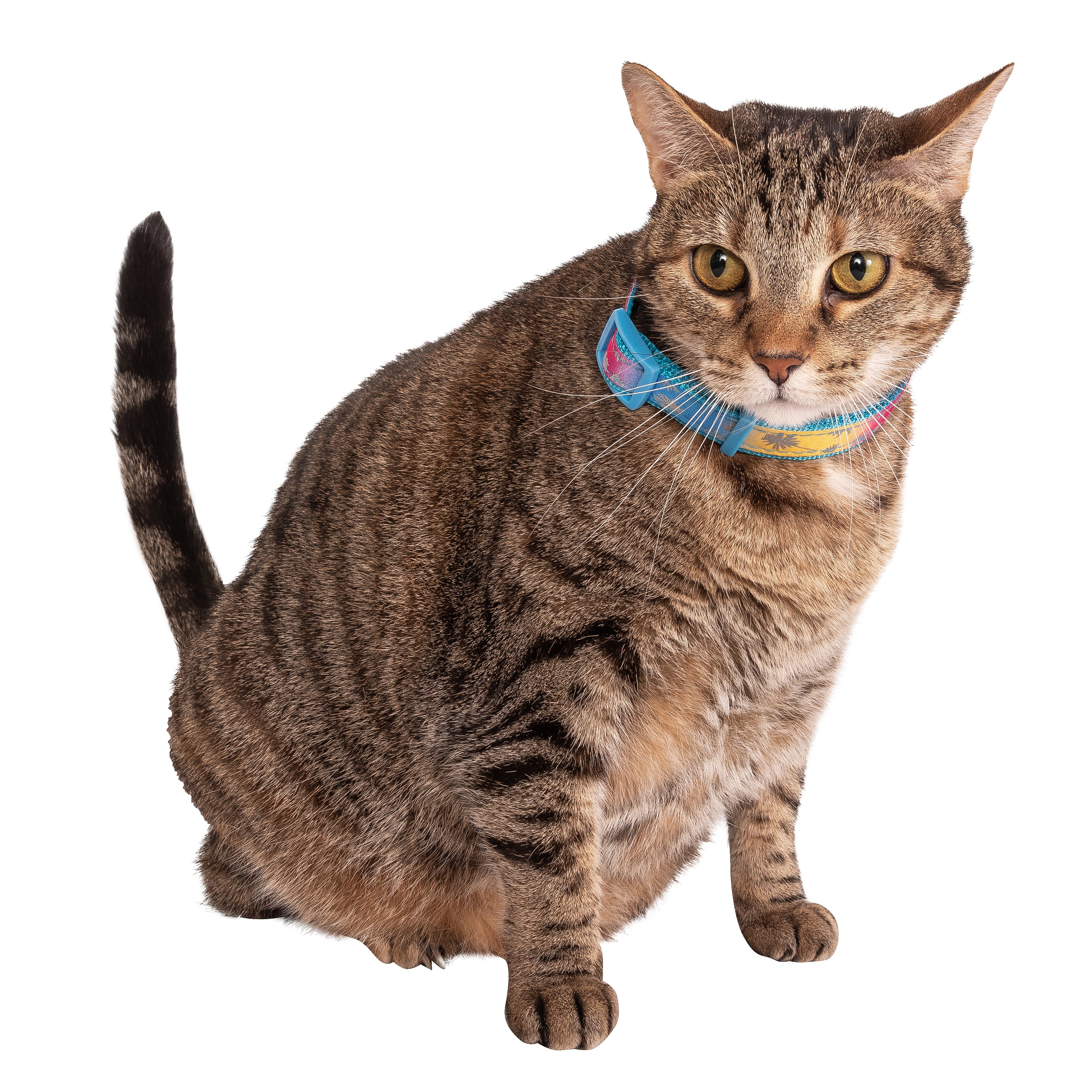 Justice Pet Reflective Nylon Palm Tree Adjustable Dog Collar， XS