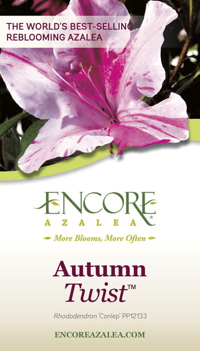 Encore Azalea Autumn Twist (1 Gallon) Purple and Pink Flowering Shrub - Full Sun Live Outdoor Plant