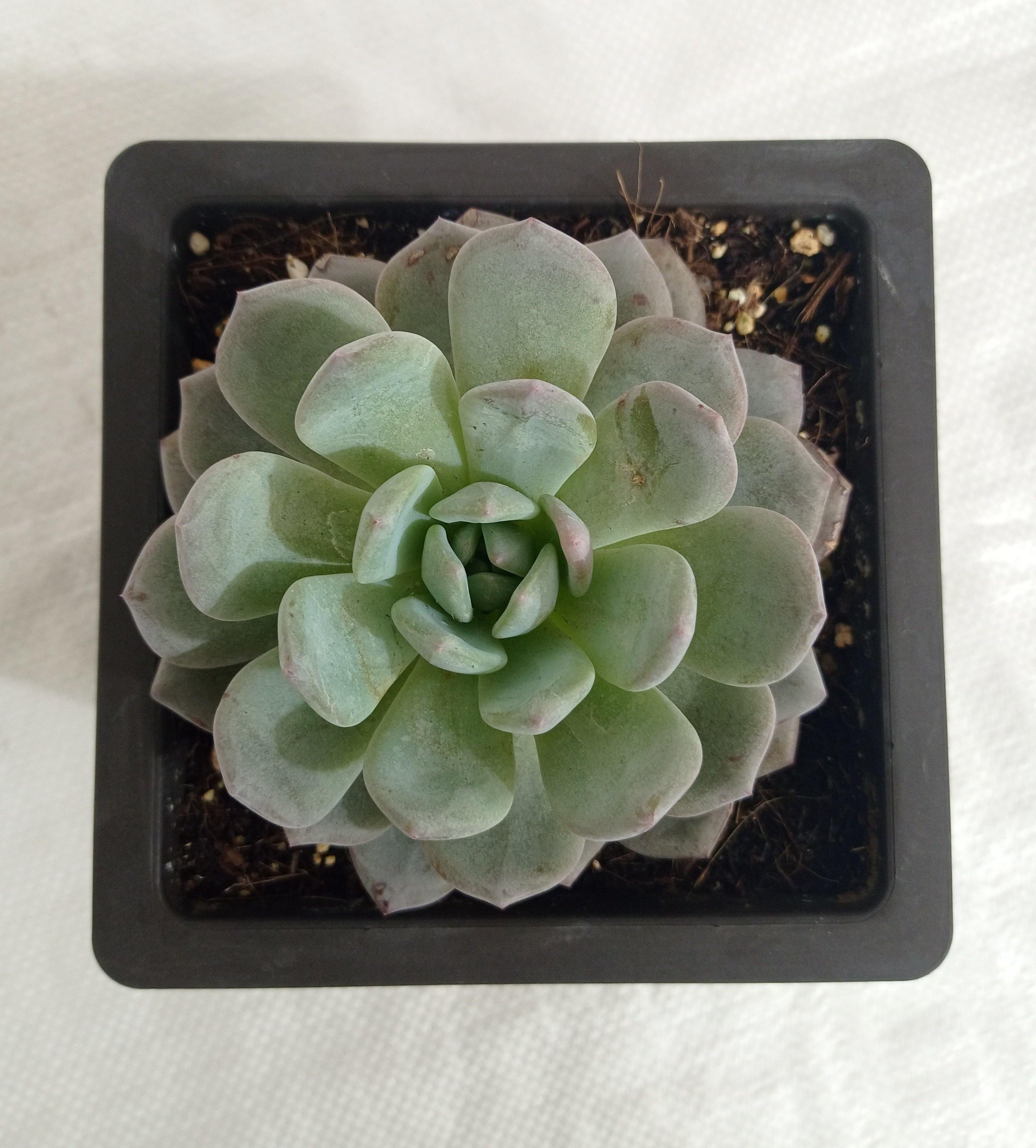 Echeveria Big Succulent Plant