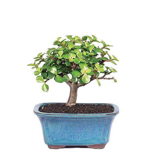 Brussel's Bonsai Live Dwarf Jade Indoor Bonsai Tree-3 Years Old 4