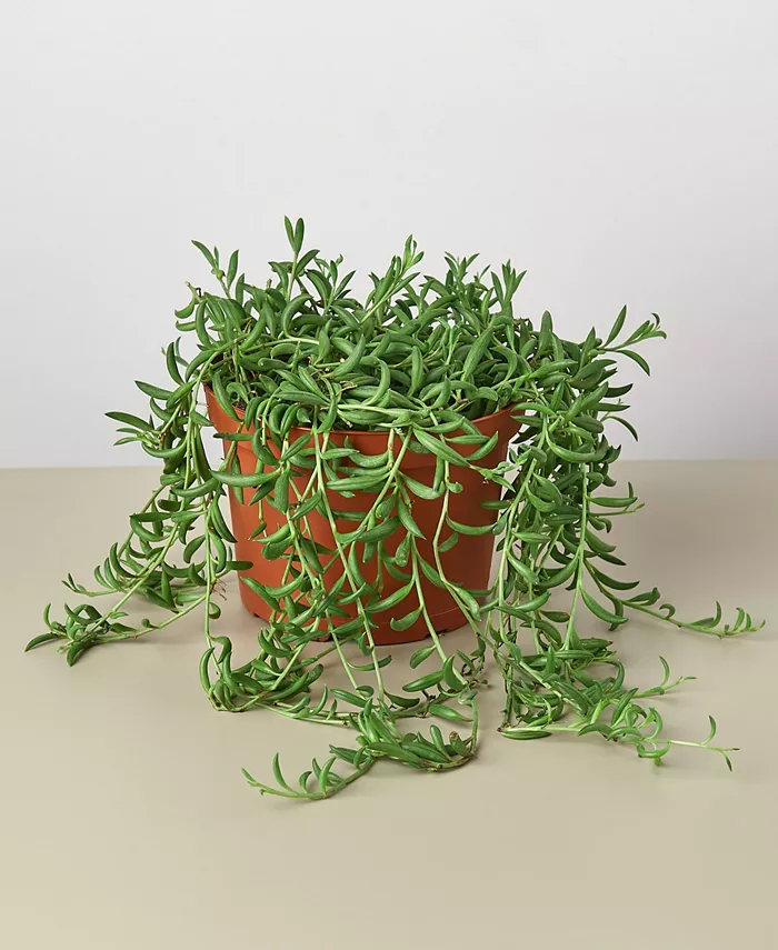 House Plant Shop Succulent String of Bananas Live Plant， 6