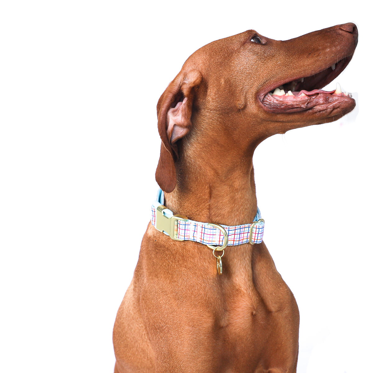 Packed Party Grid Fashion Dog Collar， Gold， M