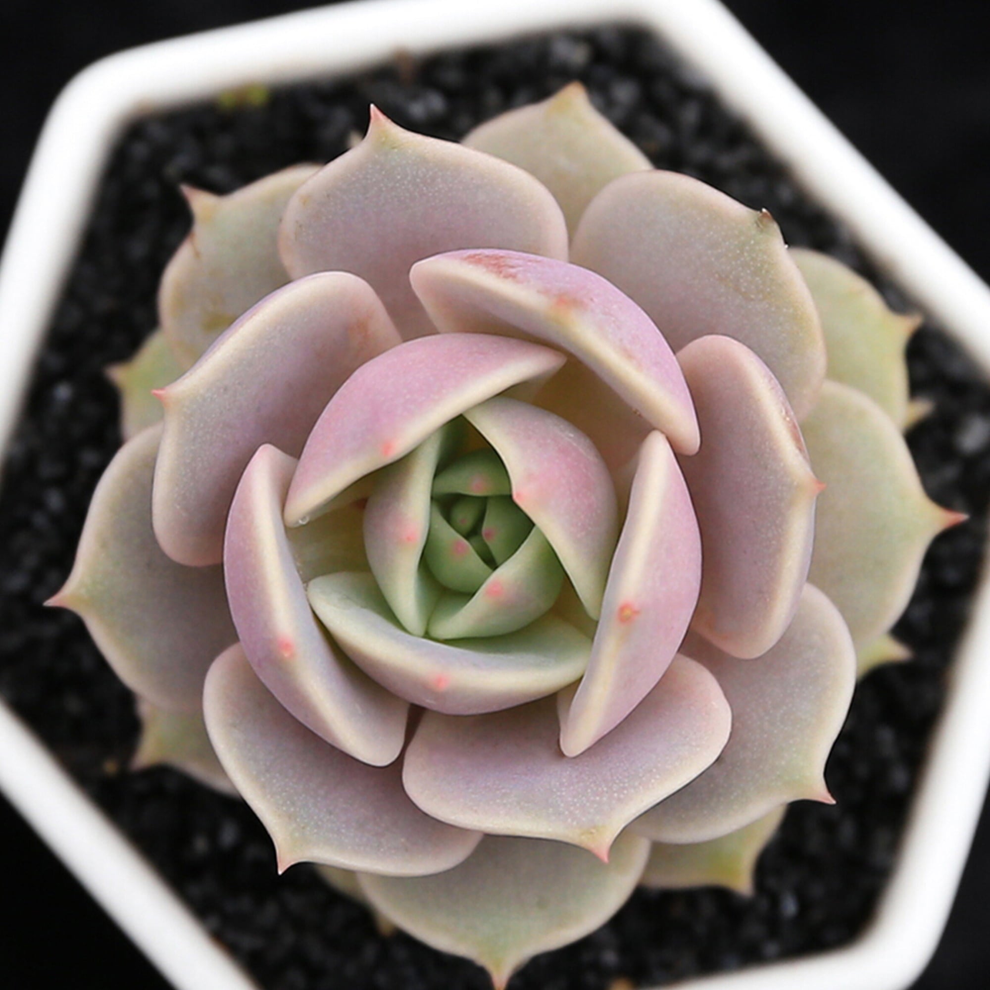 Succulent Live Plant - Echeveria Lola - Home Garden Rare Plant in 2” Planter