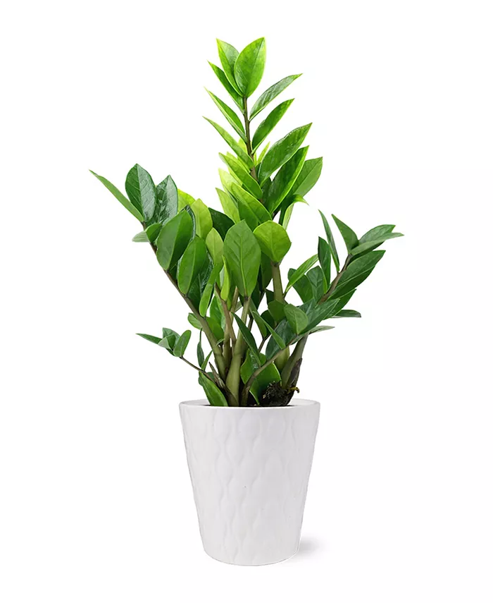 BloomsyBox Zamioculcas Zamiifolia Live Plant