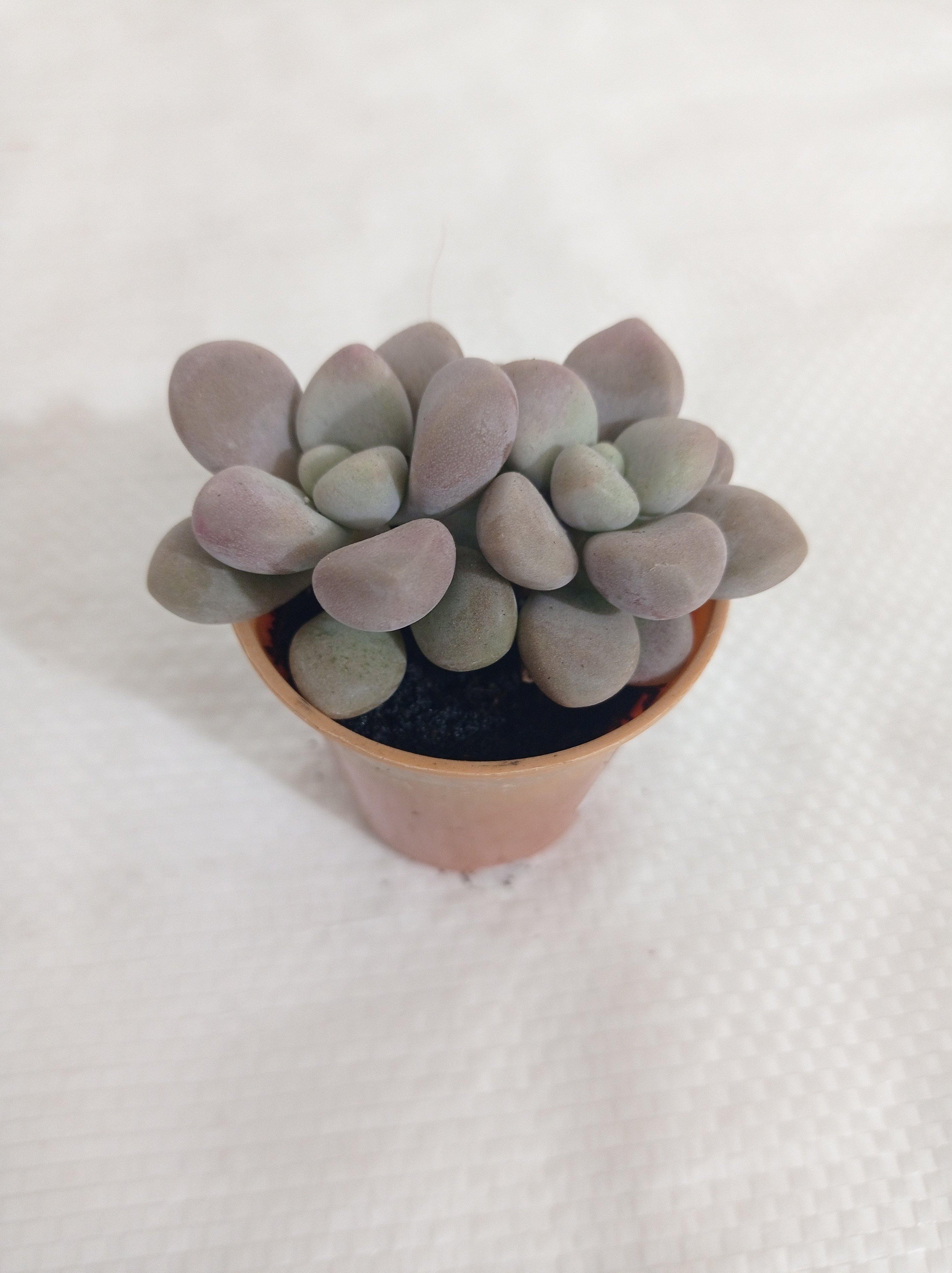 Pachyveria Oviferum Roseum (Moonstones) Small Succulent Plant