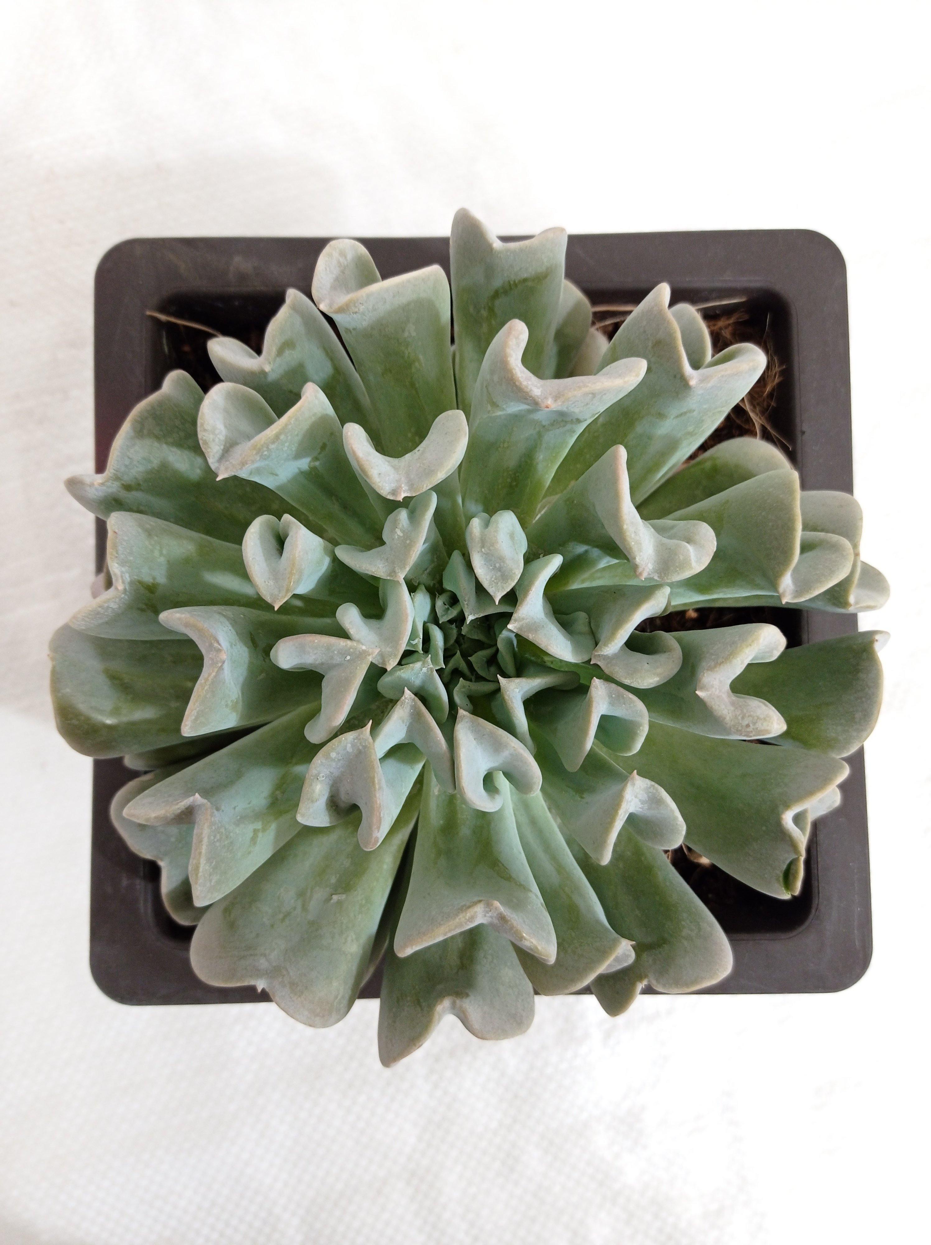 Echeveria Runyonii 'Topsy Turvy' Big Succulent Plant