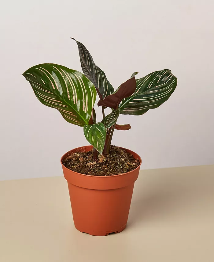 House Plant Shop Calathea 'Ornata' Live Plant， 4